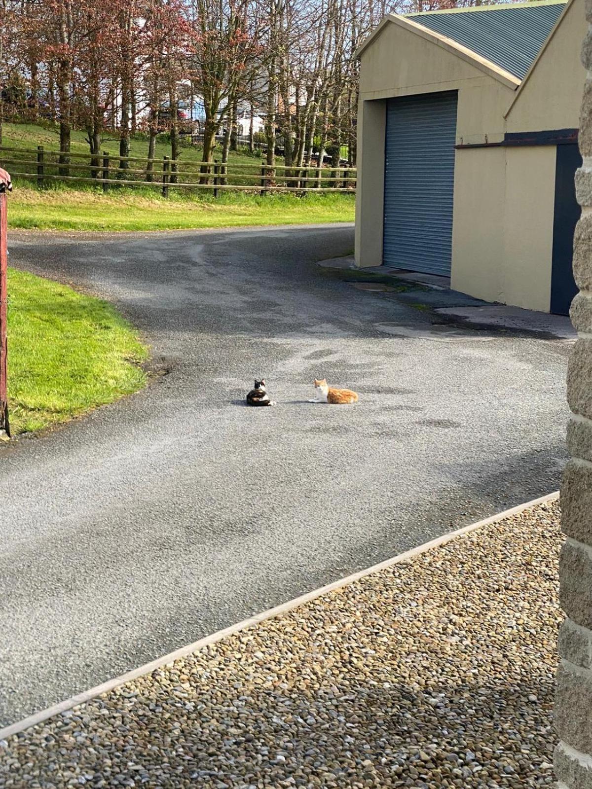 Glendale House Bed & Breakfast Monaghan Bagian luar foto